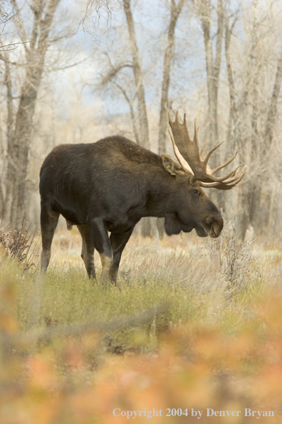 Shiras bull moose in Rocky Mountains.