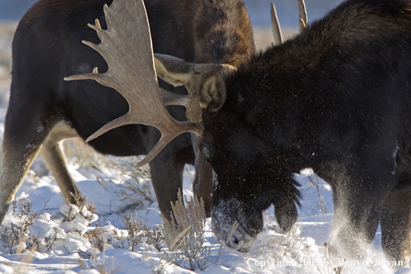 Shiras bull moose fighting in habitat.