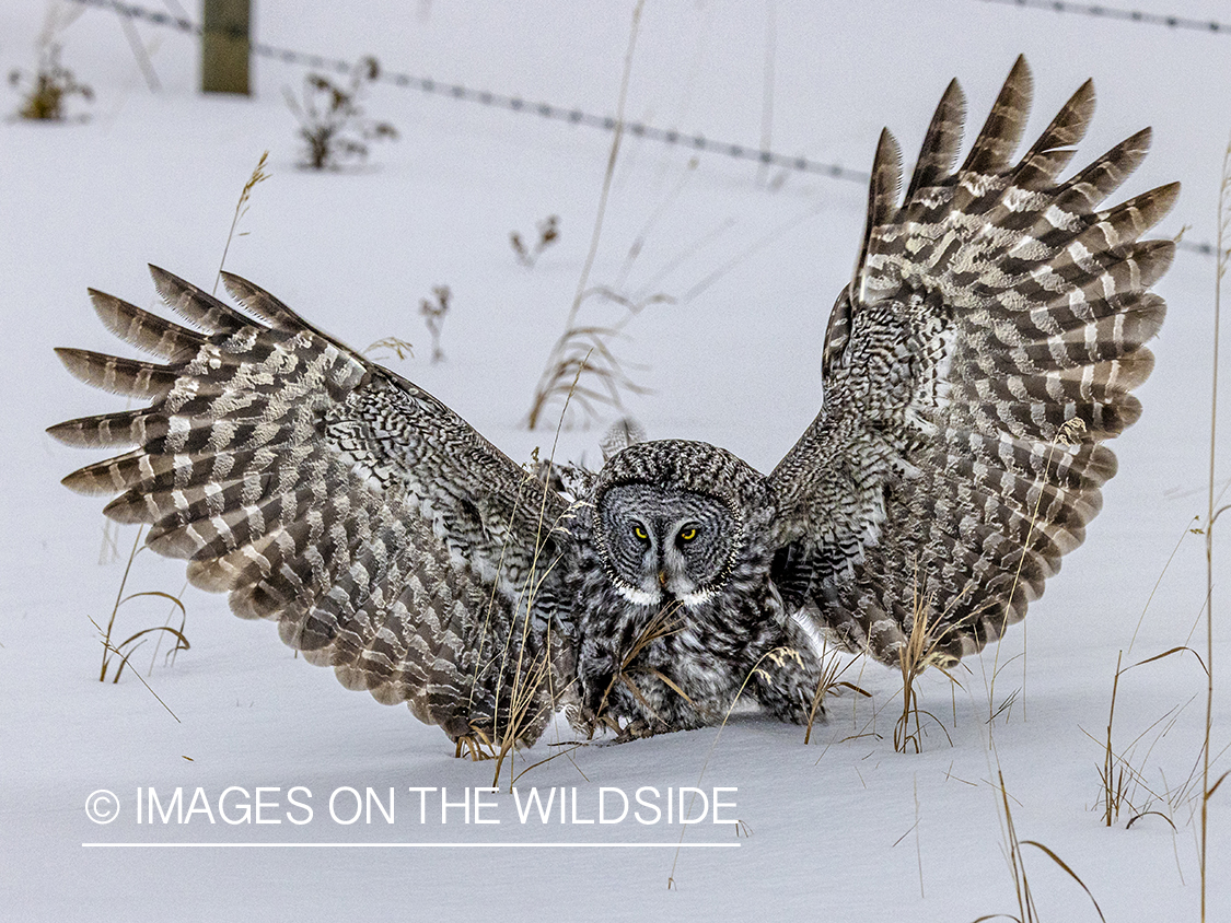 Great Grey Owl in habitat.