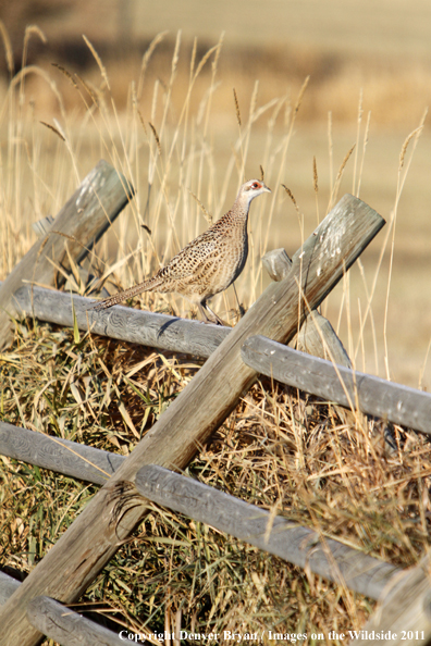 Hen pheasant on fence. 