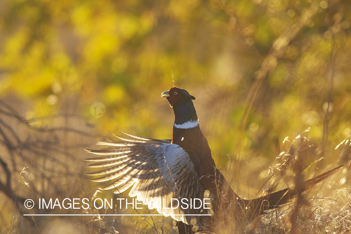 Pheasant in golden light.