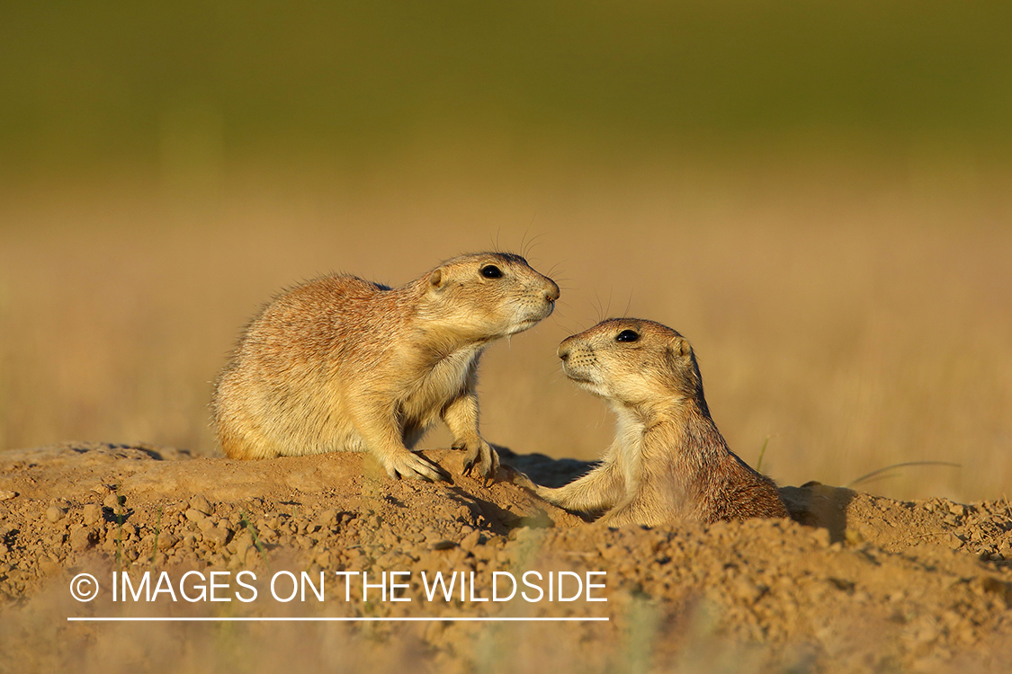 Prairie dog pup with mother in habitat.