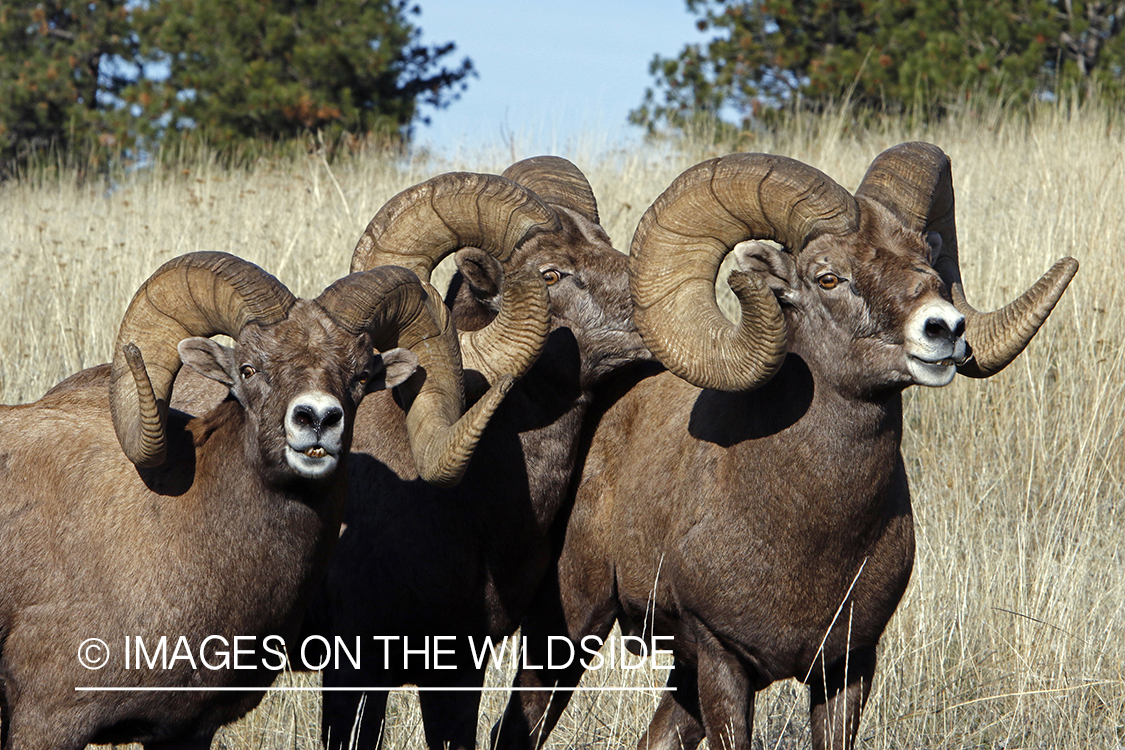 Rocky Mountain bighorn sheep in field.