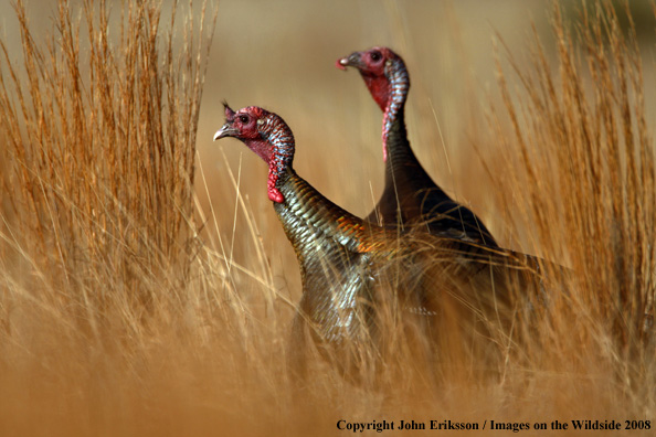 Eastern Wild Turkeys