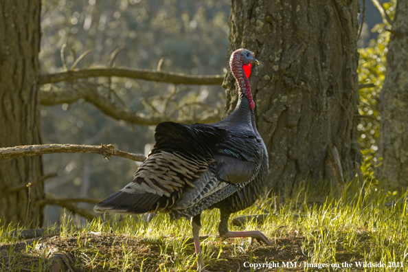 Eastern Wild Turkey in habitat. 