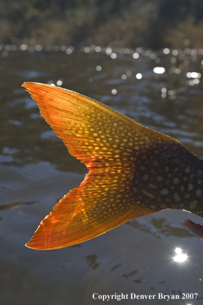 Close up of lake trout tail.