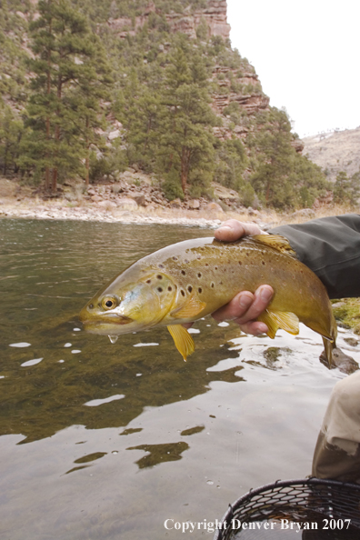 Brown trout being released by fisherman.