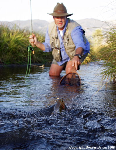 Flyfisherman landing rainbow trout