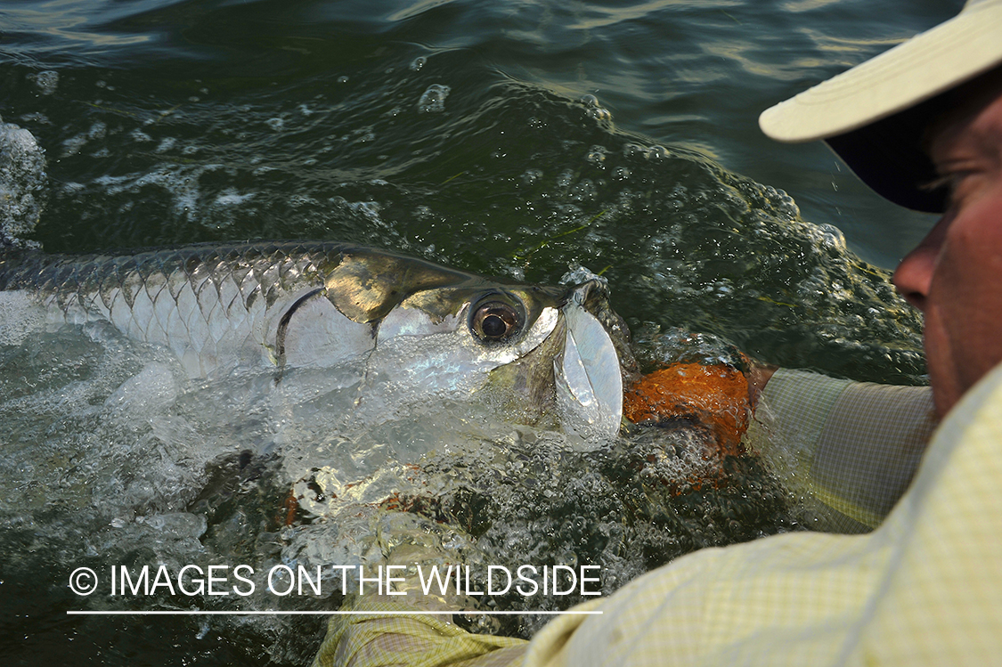 Flyfisherman releasing tarpon.
