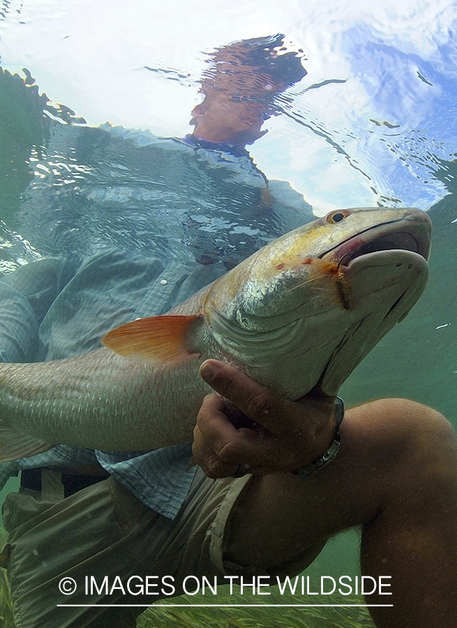 Flyfisherman releasing redfish.