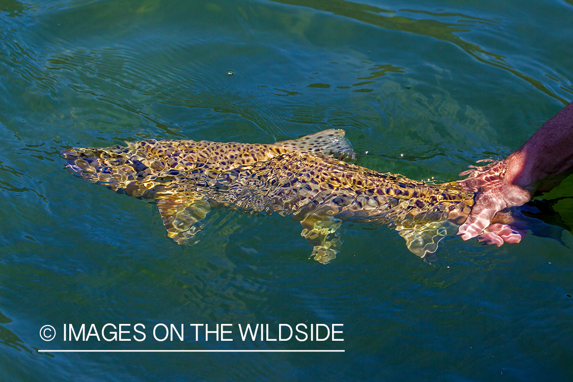 Brown trout.