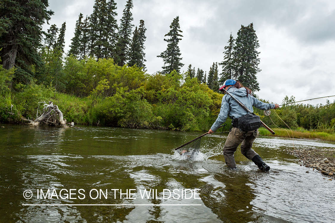 Flyfisher Camille Egdorf landing fish on Nushagak river.