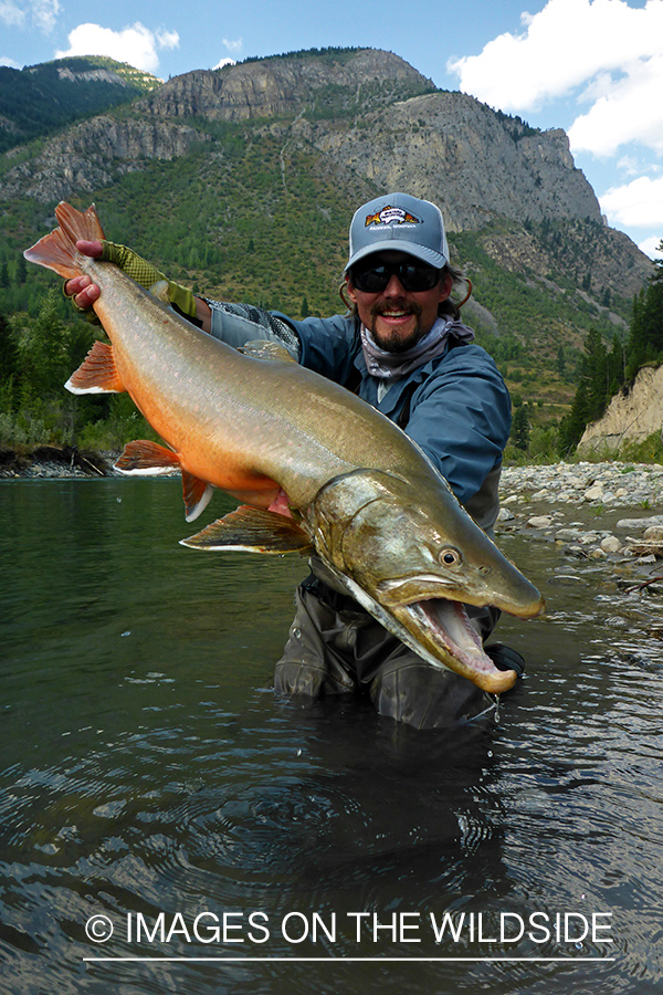 Flyfisherman releasing bull trout.