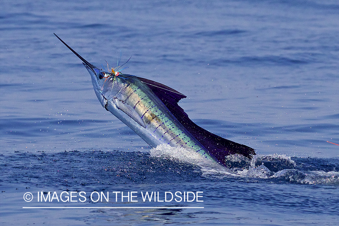 Sailfish jumping out of water.