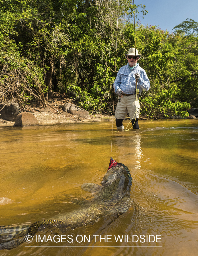 Flyfisherman with wolf fish on Amazon River in Venezuela.