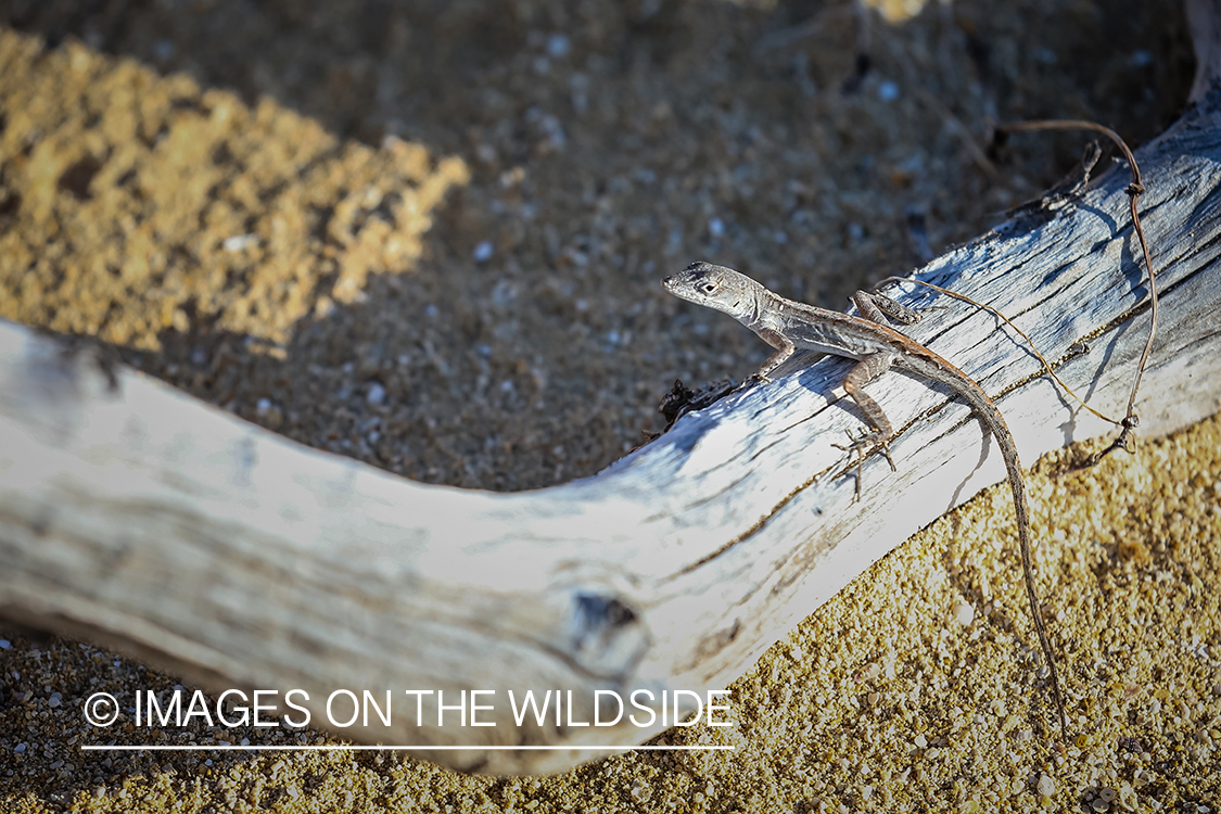 Lizard on the beach.