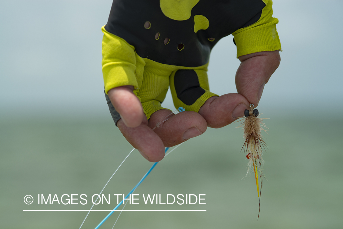 Flyfisherman holding fly.