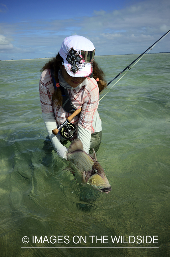 Woman releasing Peachy Triggerfish.