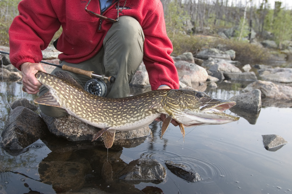 Flyfisherman with Northern pike