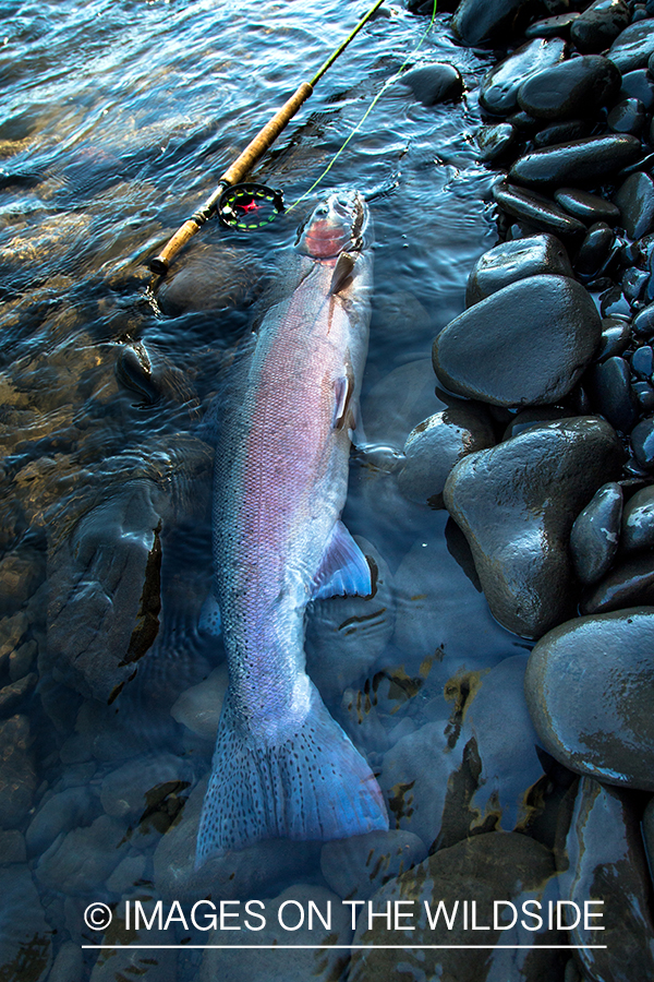 Steelhead in Nass River, British Columbia.