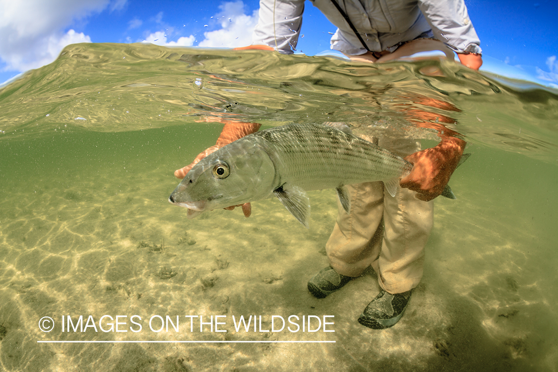 Flyfisherman releasing bonefish.