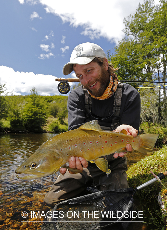 Flyfisherman releasing brown trout.