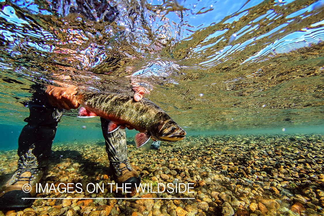 Flyfisherman releasing brook trout.