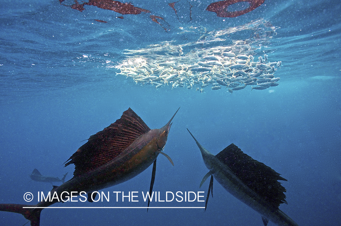 Sailfish hunting bait fish in open ocean.