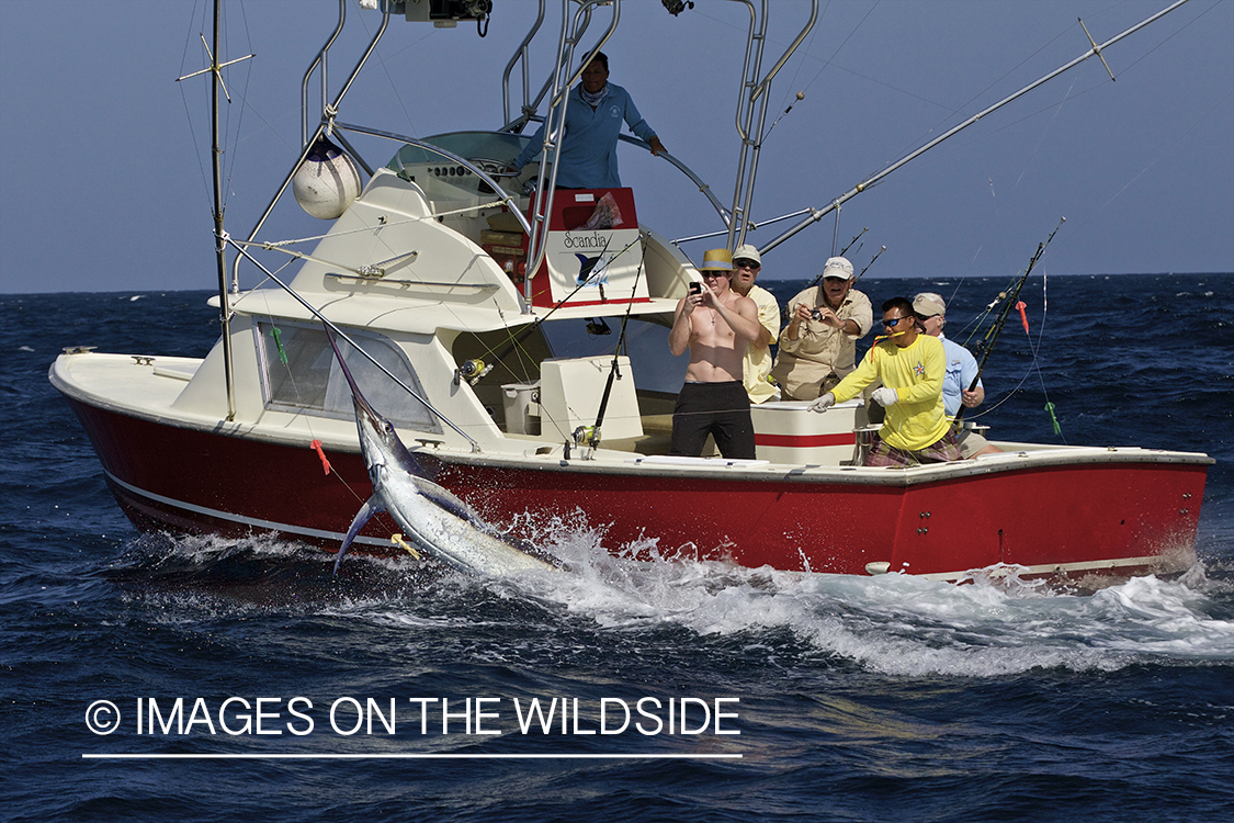 Deep sea fisherman fighting jumping marlin.