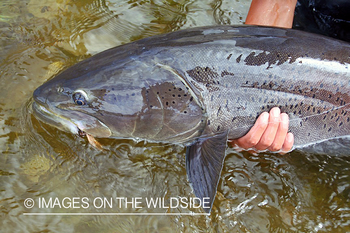 Fly fisherman with large Taimen.