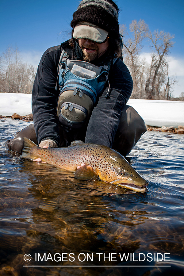 Flyfisherman releasing brown trout.