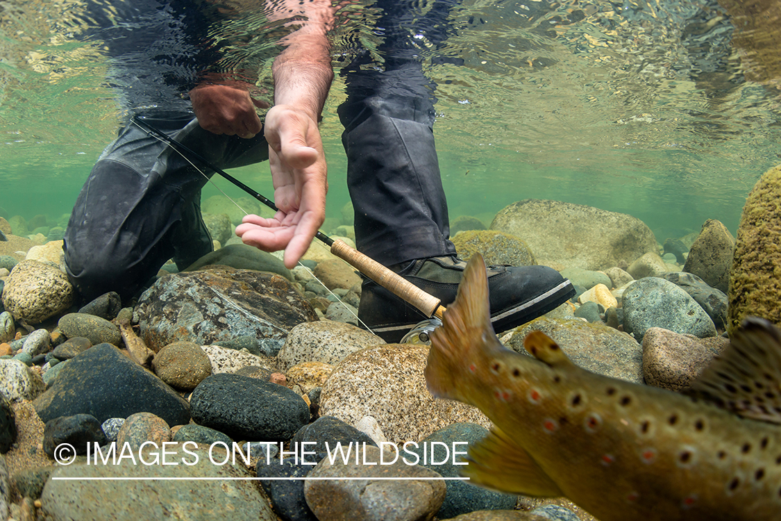 Flyfisherman releasing trout.