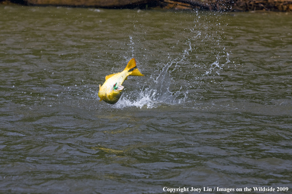 Leaping Golden Dorado