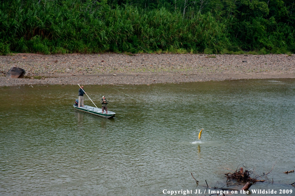 Flyfishermen landing Golden Dorado