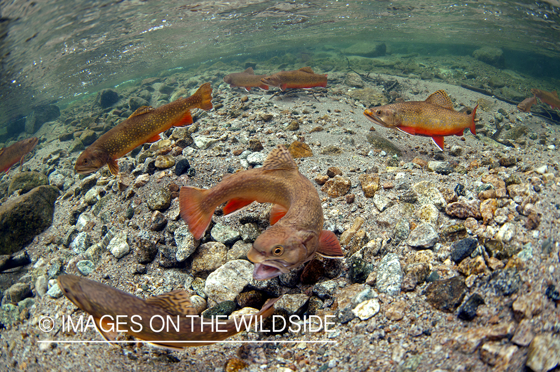 Brook trout in Montana.