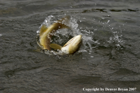 Brown trout fighting.