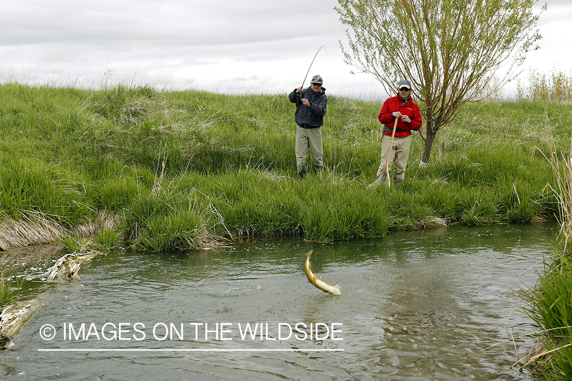 Flyfishermen fighting with Brown Trout.