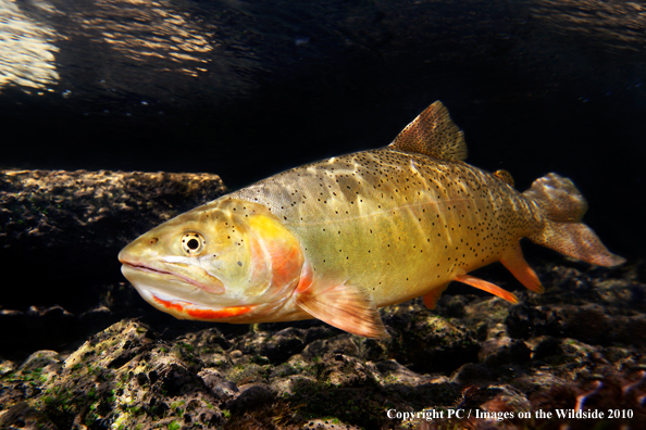 Cutthroat Trout