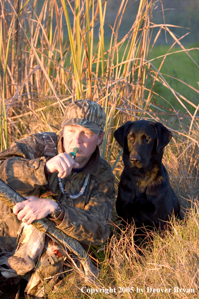 Duck hunter with Labrador Retriever calling ducks from edge of marsh.