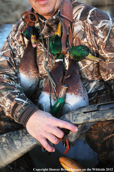 Duck hunter with bagged mallards and duck calls.  