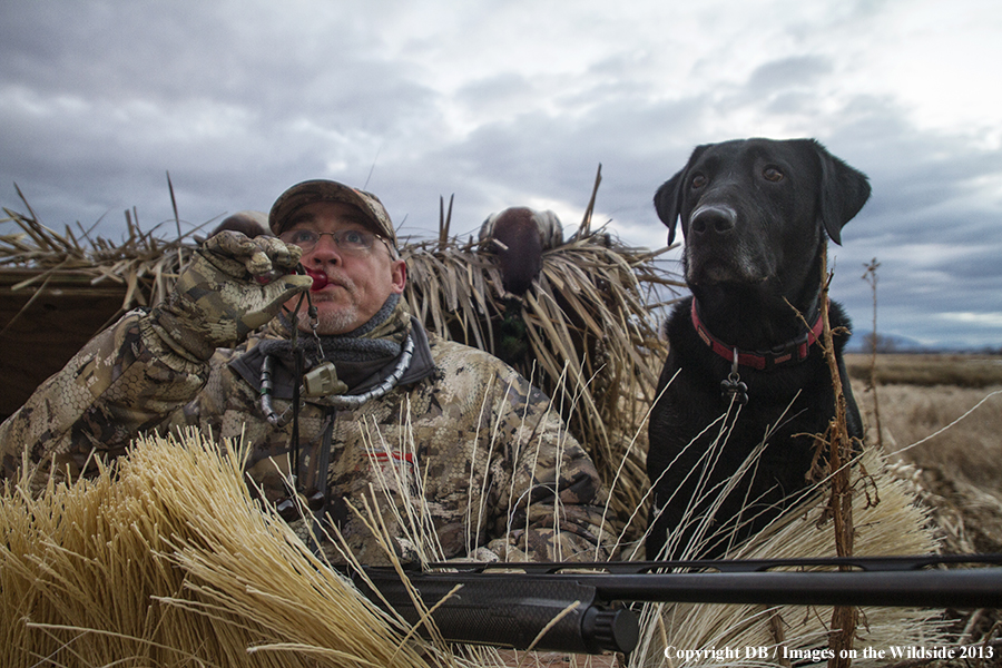 Waterfowl hunter in blind with black labrador retriever.