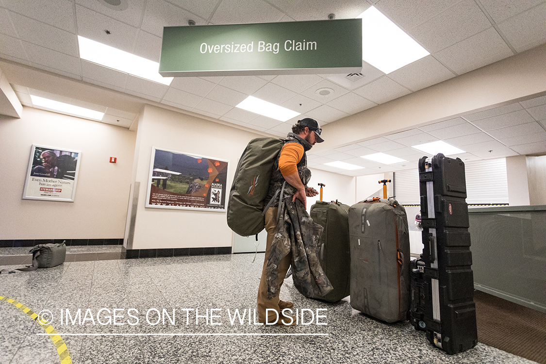 King Eider and Long-tailed duck hunting in Alaska, hunters in airport.