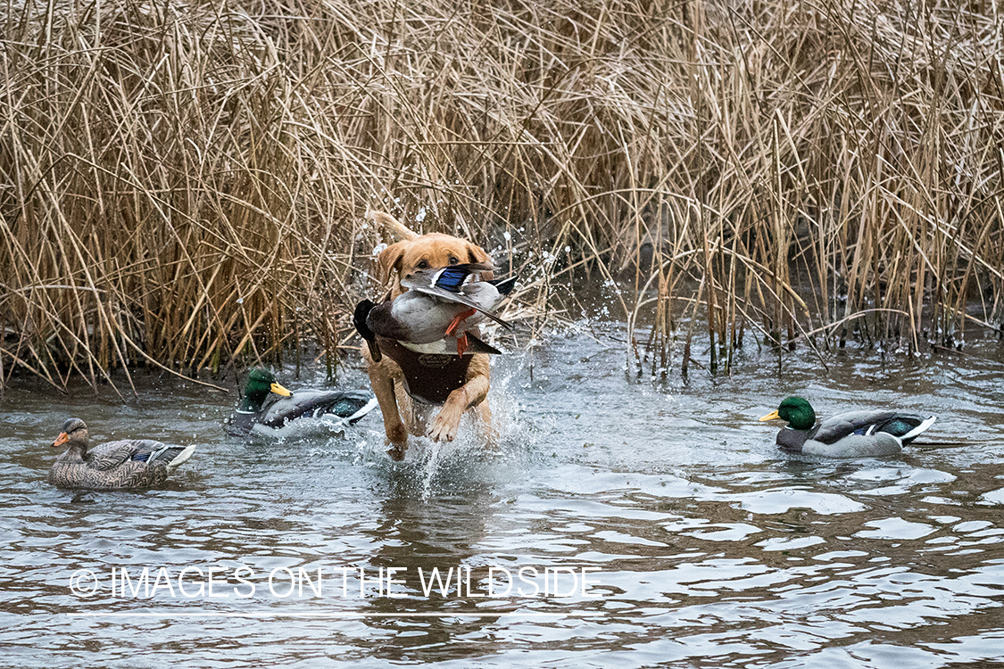 Yellow Lab retrieving bagged duck.