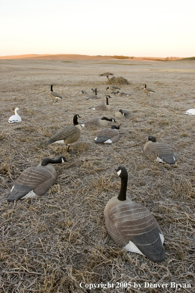 Goose hunter in blind in field of decoys.