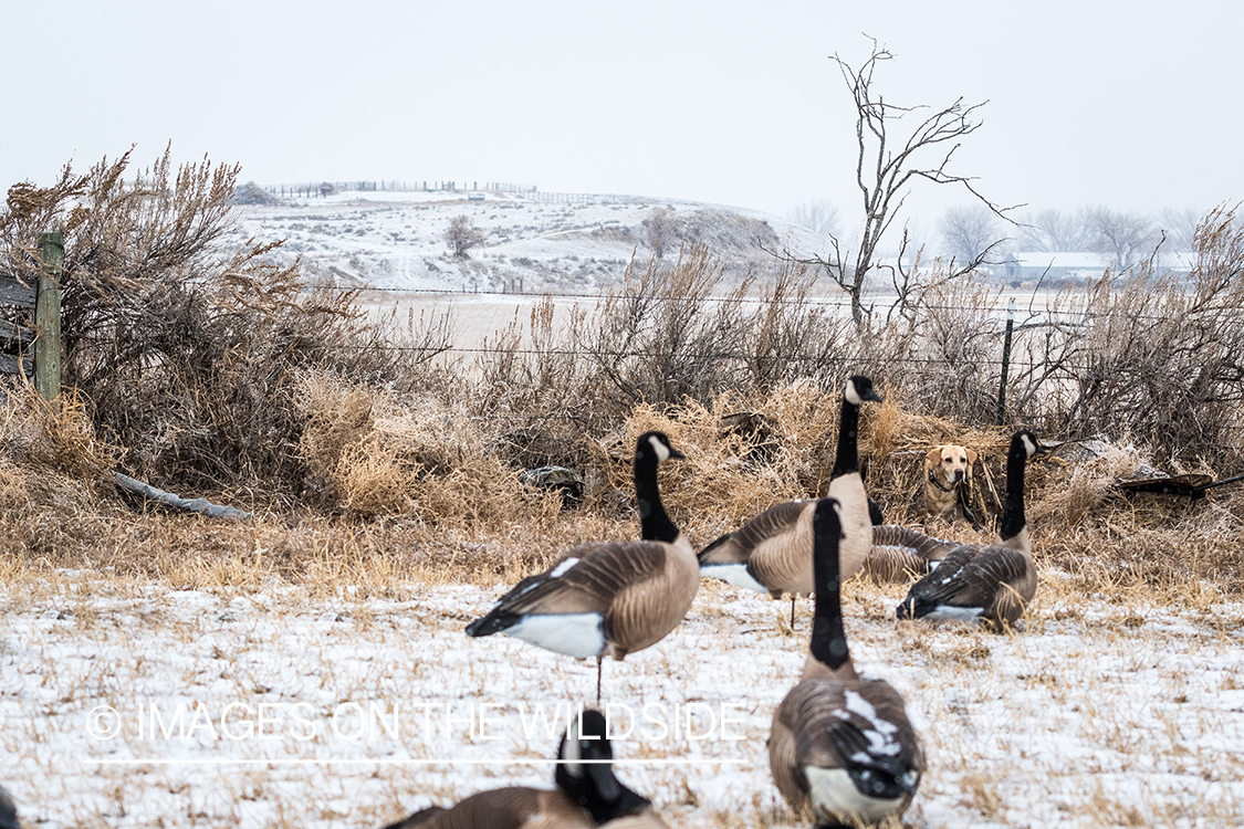 Lab in blind overlooking Canada geese decoys.