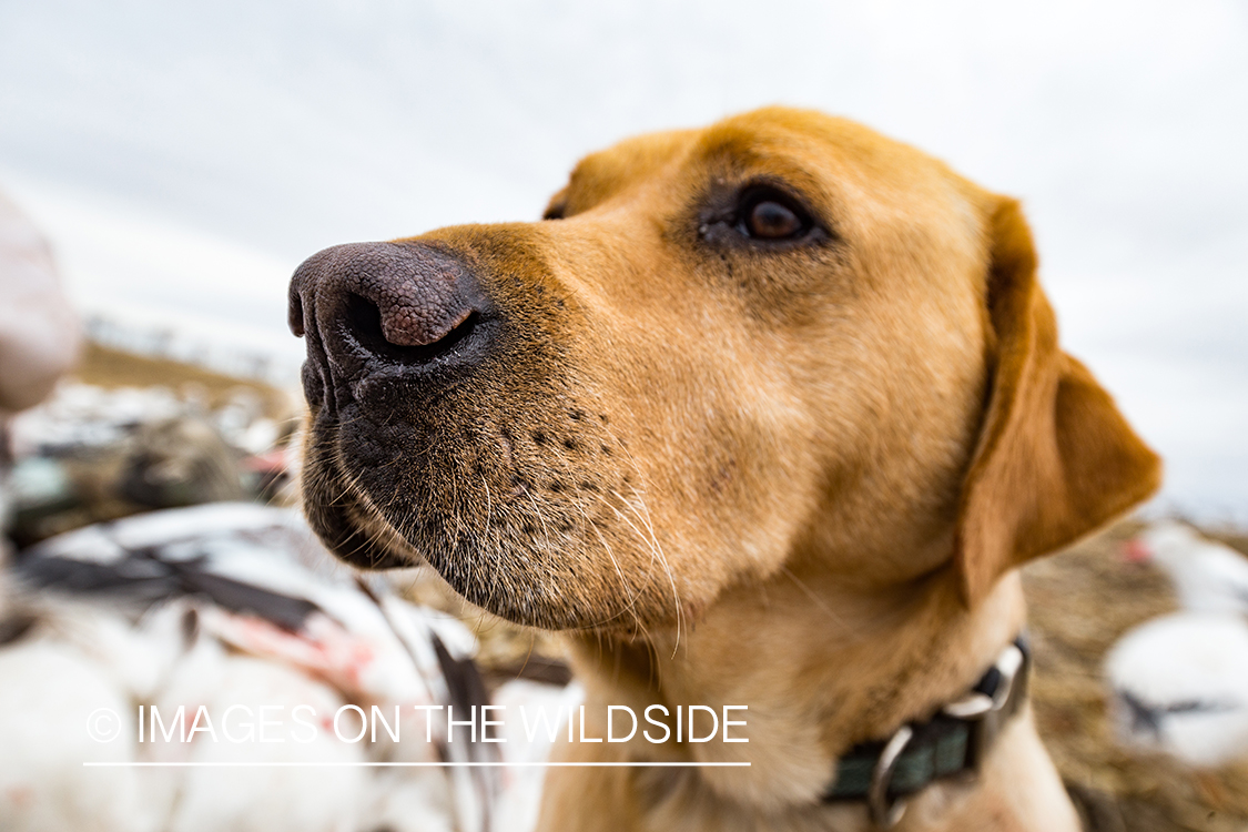 Yellow lab in field with decoys.