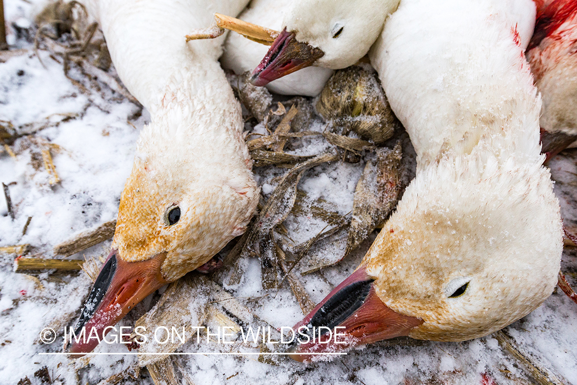 Bagged snow geese.