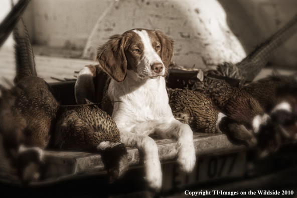 Brittany Spaniel with bagged pheasants. (Original Image #11104-003.18)