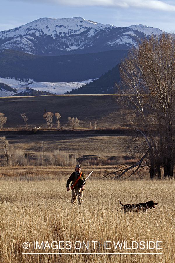 Pheasant hunter in field.