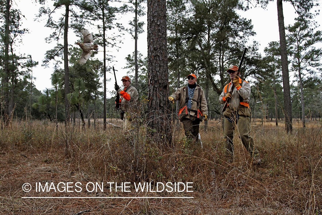 Bobwhite quail hunters shooting at flushing bobwhite quail.